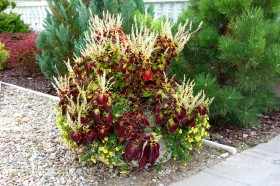 Вазон Кадка