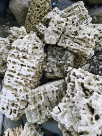 Ракушечник крымский