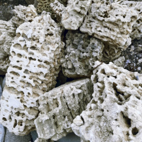 Ракушечник крымский