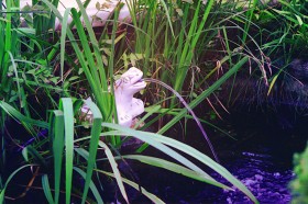 Скульптура Лягушка